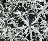 Westerse bijvoet - Artemisia ludoviciana 'Silver Queen'