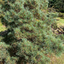 Weymouthden - Pinus strobus 'Kruger's Lilliput'