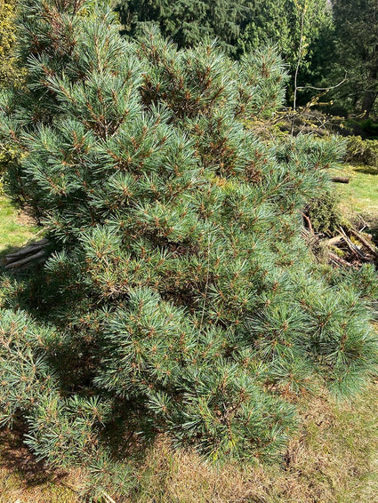 Weymouthden - Pinus strobus 'Kruger's Lilliput'