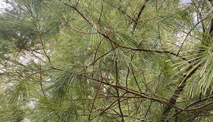Weymouthden - Pinus strobus 'Summer Snow'