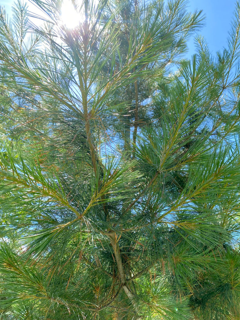 Weymouthden - Pinus strobus
