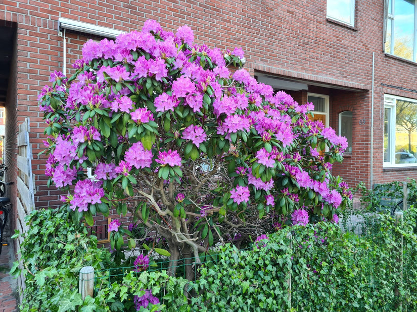 Rododendron - Rhododendron 'Roseum Elegans' heester meerstammige rhododendron