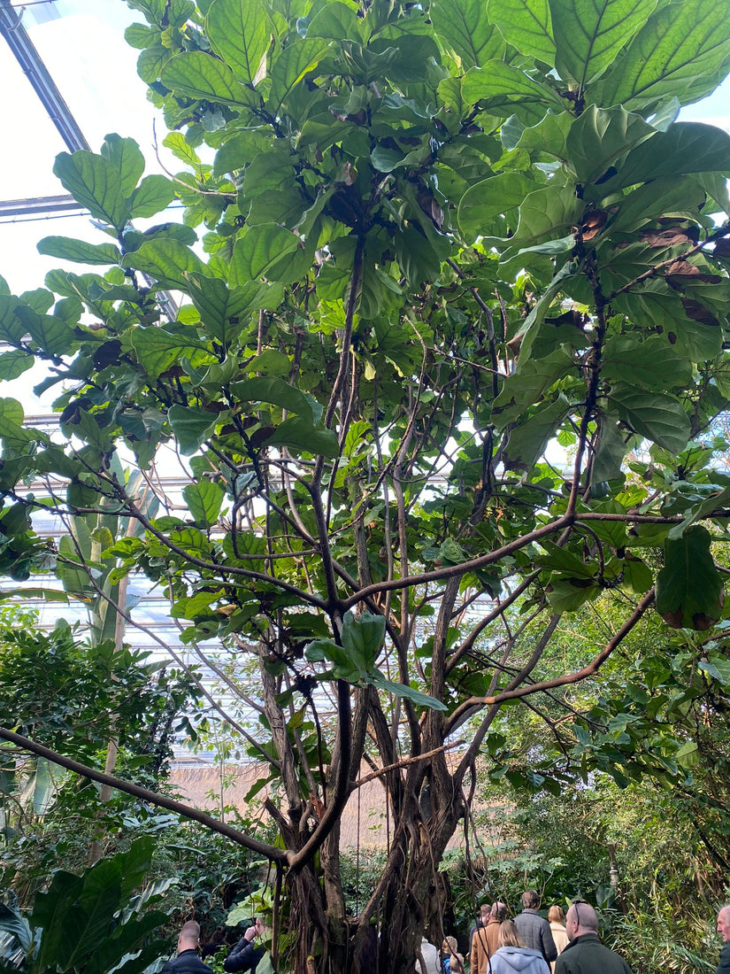 Nicotiana glauca tabaksboom - yarinde plantengids