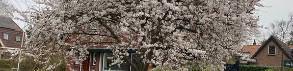 Japanse sierkers Brilliant in bloei (eind maart)