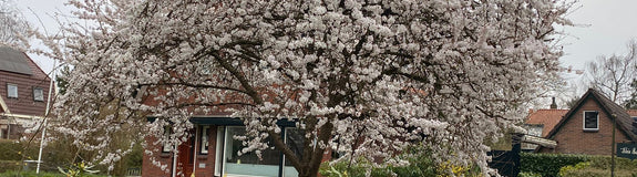Japanse sierkers Brilliant in bloei (eind maart)