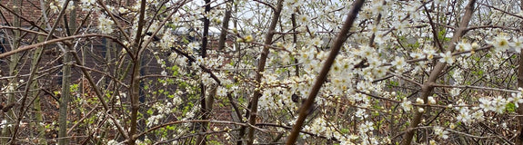 Sleedoorn - Prunus spinosa L.