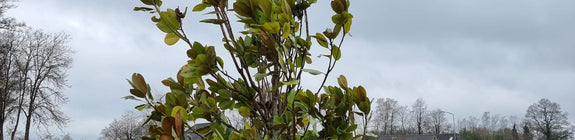 Beverboom - Magnolia grandiflora - klaar voor verzending