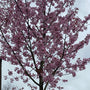 Japanse sierkers - Prunus serrulata 'Kanzan' bloei begin april roze