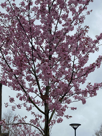 Japanse sierkers - Prunus serrulata 'Kanzan' bloei begin april roze