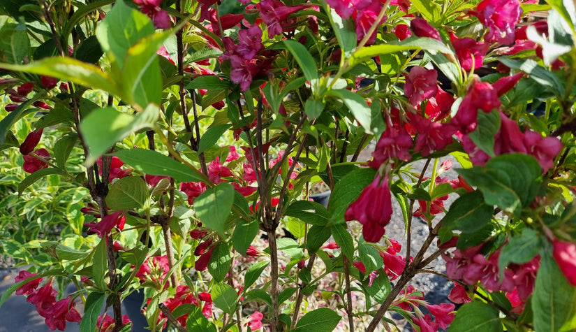 Weigelia haagplant - Weigela 'Bristol Ruby'