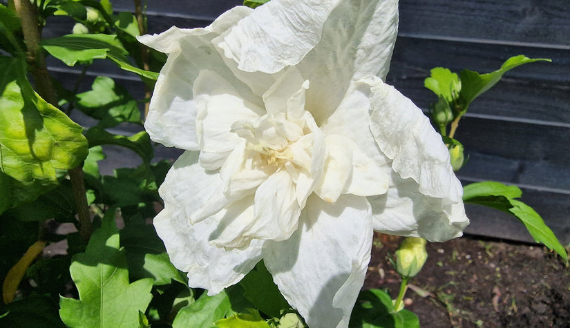 White chiffon bloemen halverwege juli