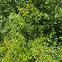 Wilde liguster - Ligustrum vulgare