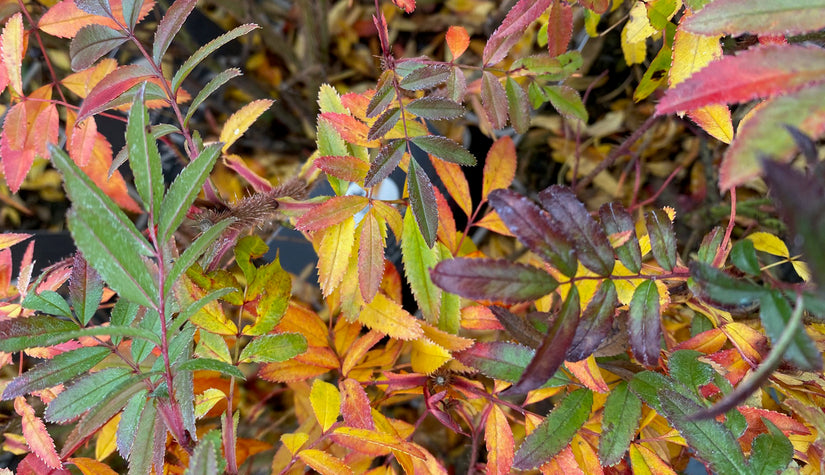 Wilde roos - Rosa nitida in de herfst
