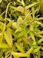 Wilg - Salix sachalinensis 'Golden Sunshine'