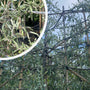 Wilgbladige Lei Sierpeer - Pyrus Salicifolia Pendula