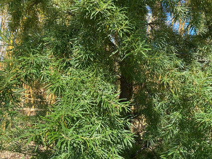 Blad Wilgbladige duindoorn - Hippophae salicifolia 'Robert'