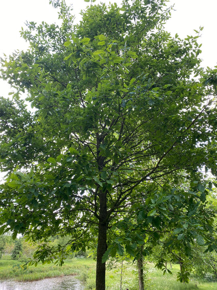 Wintereik - Quercus petraea
