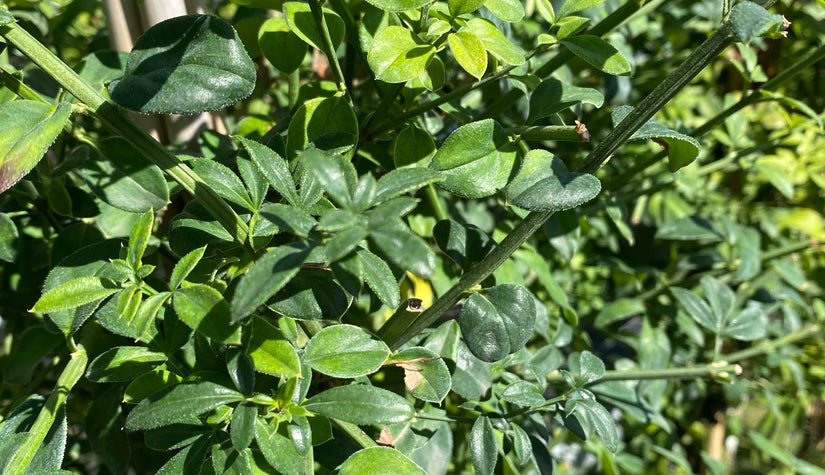 Klimplant Winterjasmijn - Jasminum nudiflorum
