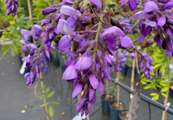 Blauwe regen