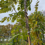 Blauweregen Wisteria sinensis 'Rosea' (foto November)