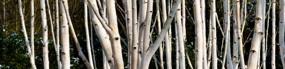 Witte-Himalayaberk-Betula-utilis-jacquemontii-zuilvormige-boom.jpg
