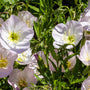 Witte Teunisbloem Oenothera-siskiyou met roze bloemen