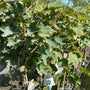 Witte aalbes - Ribes rubrum 'Werdavia'