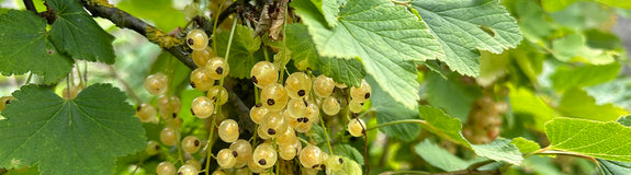 Ribes rubrum 'Werdavia' - Witte bessen