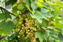 Ribes rubrum 'Werdavia' - Witte bessen