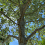 Witte abeel - Populus alba