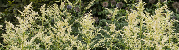 Witte bijvoet - Artemisia lactiflora