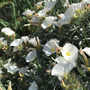 Zilverwinde - Convolvulus cneorum tuinplanten