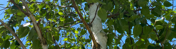 Witte Himalayaberk - Betula utilis subsp. jacquemontii