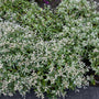 wit bloeiende vaste plant bladhoudend