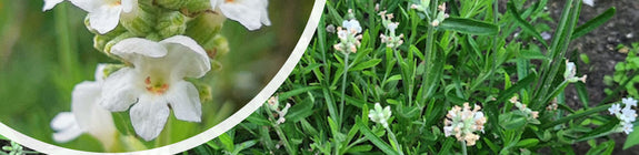 Gewone lavendel - Lavandula angustifolia 'Alba' - Witte bloei