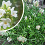 Gewone lavendel - Lavandula angustifolia 'Alba' - Witte bloei