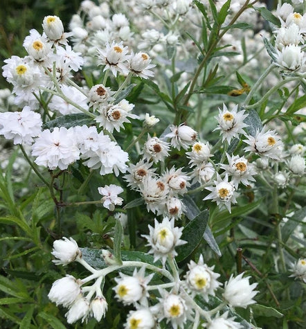 tuinplanten wit bloei vaste planten combineren