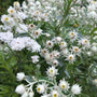 tuinplanten wit bloei vaste planten combineren
