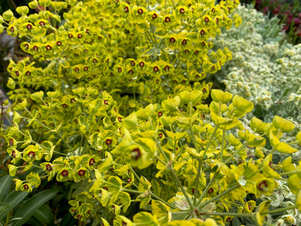 Wolfsmelk - Euphorbia x martinii 'Ascot Rainbow'