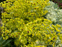 Wolfsmelk - Euphorbia x martinii 'Ascot Rainbow'