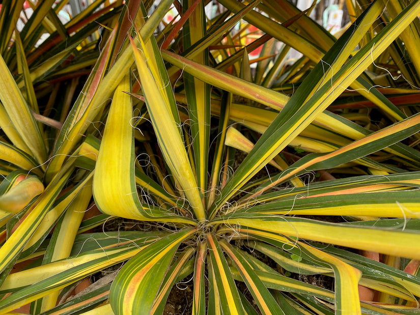 Bont blad Palmlelie - Yucca filamentosa 'Color Guard'