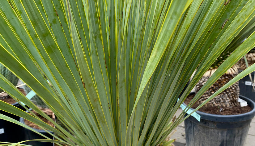 Yucca rostrata 'Saffir Blue'