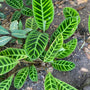 Zebraplant - Calathea zebrina