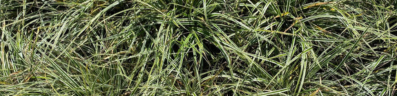 Zegge - Carex oshimensis 'Everest'