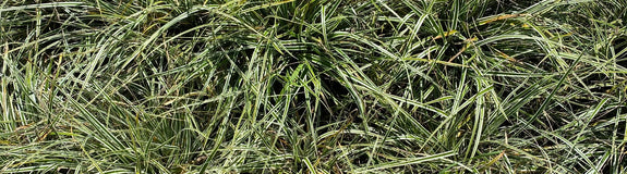 Zegge - Carex oshimensis 'Everest'