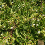 Zevenzonenboom - Heptacodium miconioides in bloei