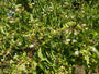 Zevenzonenboom - Heptacodium miconioides in bloei