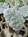 Zilversalie - Salvia Argentea borderplant bijzonder