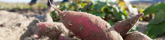 Zoete aardappel - Ipomoea batatas zoete aardappelplant
