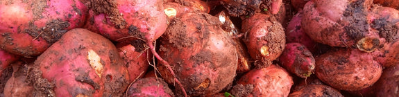 Zoete aardappel Ipomoea batatas - Zelf aardappelen verbouwen